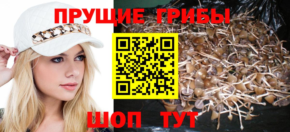 Ачхой-Мартан  закладки  Вход с VPN  Псилоцибиновые грибы мухоморы 